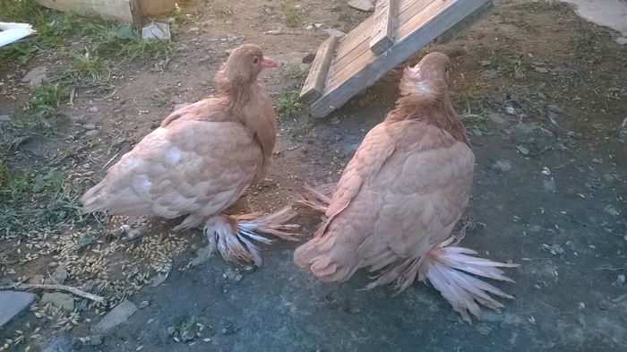 WP_20150928_002 - Pui 2015