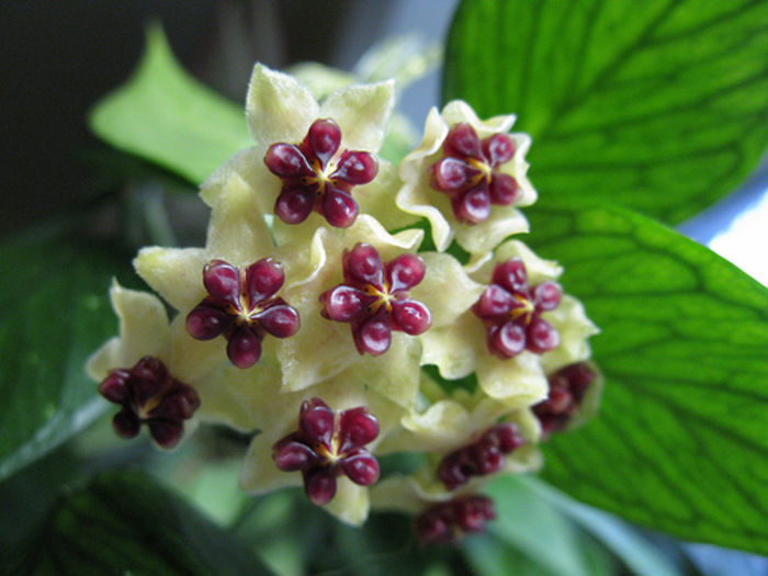 hoya polyneura