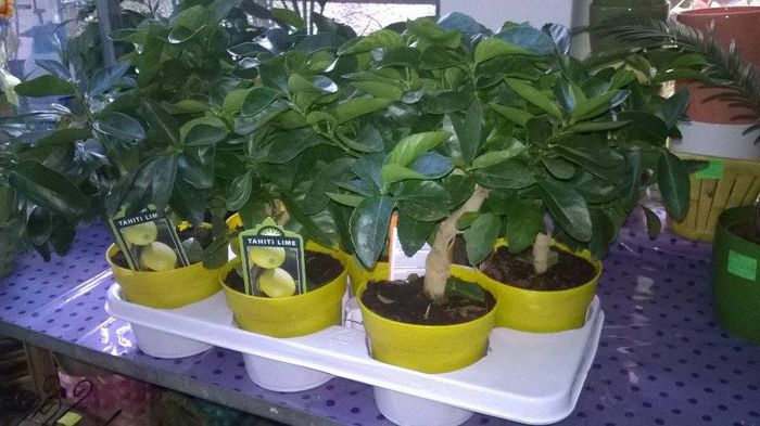 tahiti lime 89lei promotie