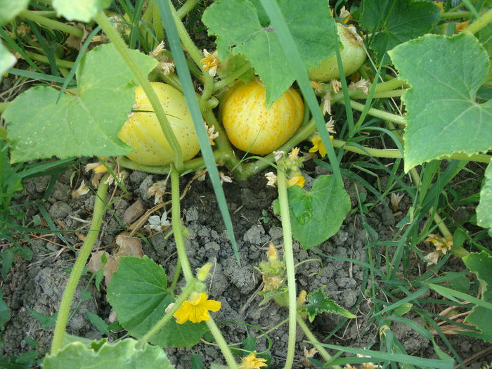 Cucumis sativus 'Lemon'