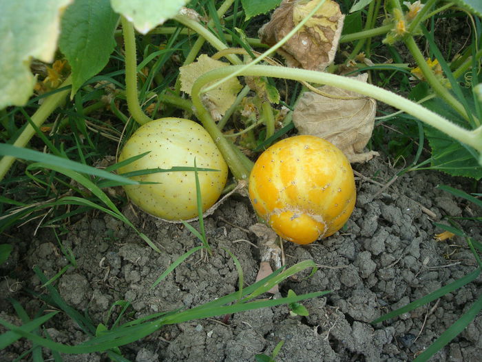 Cucumis sativus 'Lemon' - Cucumis sativus Lemon