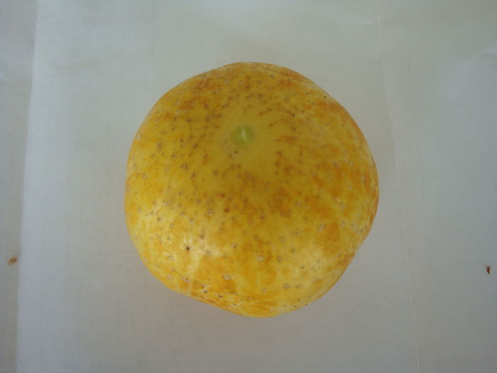 Cucumis sativus 'Lemon'