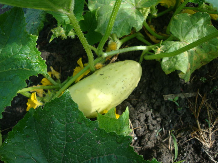 Cucumis sativus 'White Wonder'