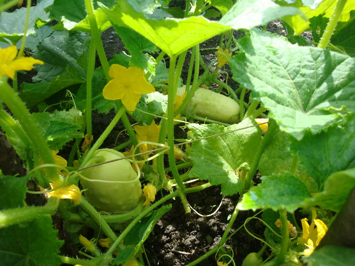 Cucumis sativus 'White Wonder'