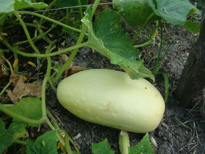 Cucumis sativus 'White Wonder' - Cucumis sativus White Wonder