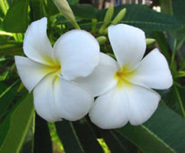 snow white - seminte plumeria 2022