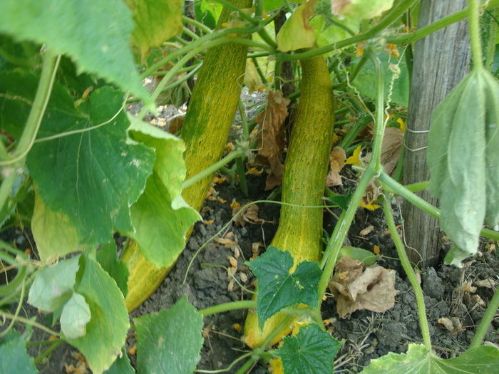 Cucumis sativus 'șarpe chinezesc' - Cucumis sativus sarpe chinezesc