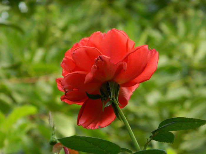 DSCN8608 - 2015_SEPTEMBRIE_4