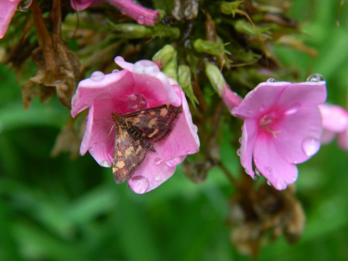 DSCN8713 - 2015_SEPTEMBRIE_4