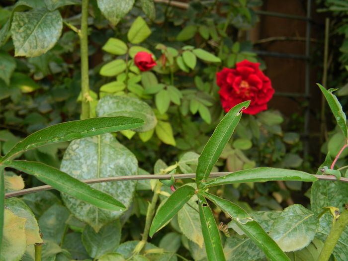 DSCN8768 - 2015_SEPTEMBRIE_4