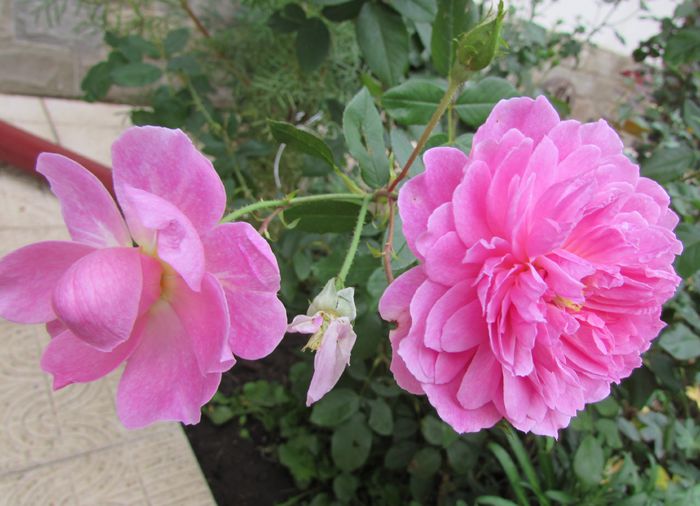 27 sept, Harlow Carr