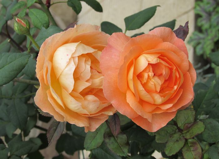 Lady Emma Hamilton