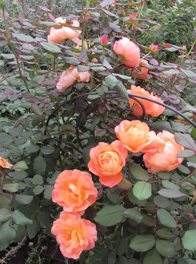 Lady Emma Hamilton