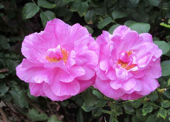 England s Rose