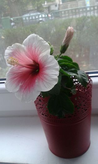 IMG-20150929-WA0001 - HIBISCUS PINK DREAM