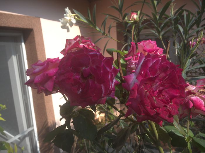 WIN_20150925_122148 - floricele ingrijite de mama