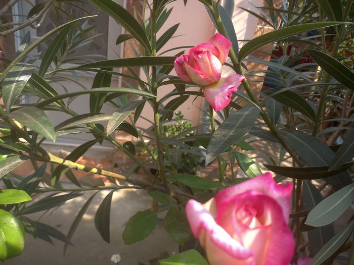 WIN_20150925_122211 - floricele ingrijite de mama