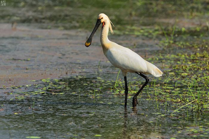 Byala-lopatarka--Platalea-leucorodia-5797
