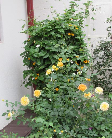 27 septembrie