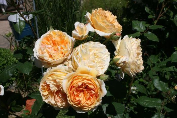 crown princess margareta rose - BUTASI DE TRANDAFIRI IN SCOALA-2015