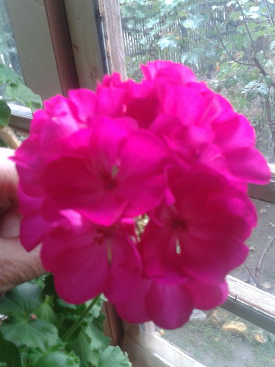 2015-09-27 09.41.53 - Muscate