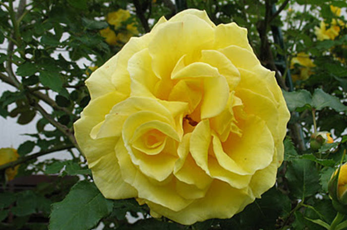 rimosa roses - BUTASI DE TRANDAFIRI IN SCOALA-2015