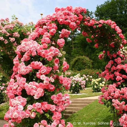 rosarium uetersen - BUTASI DE TRANDAFIRI IN SCOALA-2015