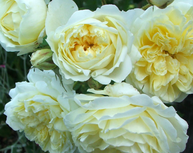 rose-flower-pilgrim - BUTASI DE TRANDAFIRI IN SCOALA-2015