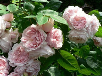 ST Swithun roses - BUTASI DE TRANDAFIRI IN SCOALA-2015