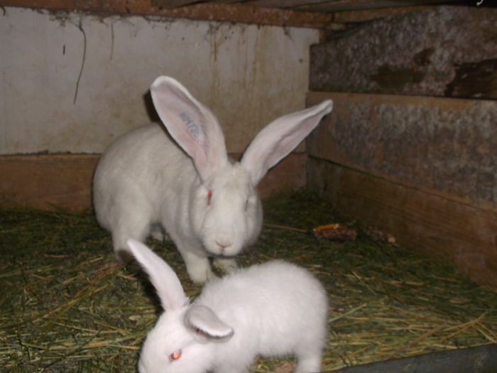 Vanduta; fem 10luni +o fem d 6 saptamani
