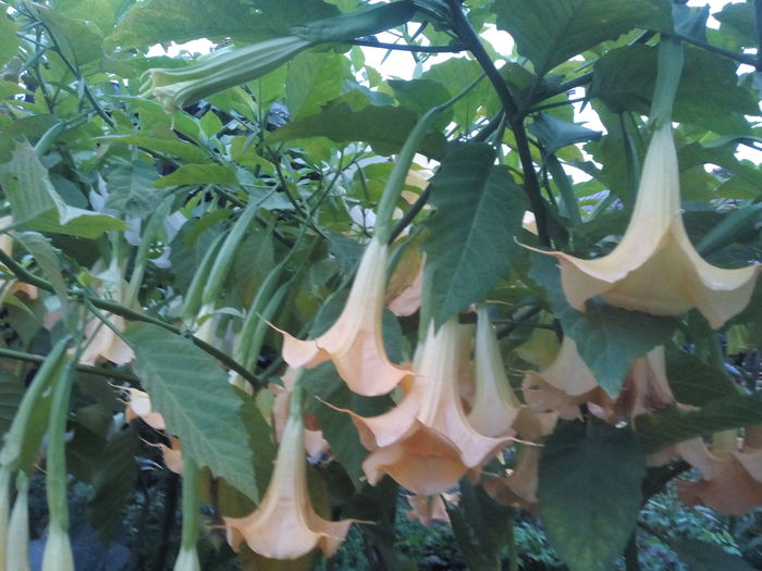 IMG_20150929_185021 - 2015 Brugmansia