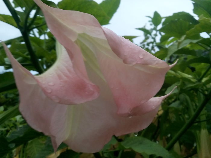 IMG_20150929_185030 - 2015 Brugmansia