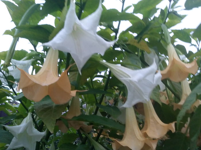 IMG_20150929_184447 - 2015 Brugmansia