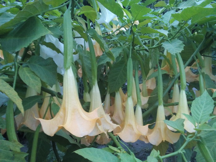 IMG_20150929_184454 - 2015 Brugmansia
