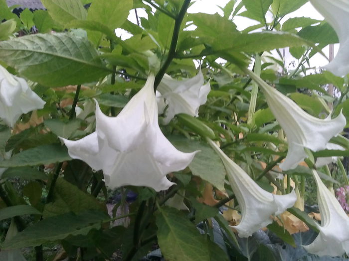 IMG_20150929_184509 - 2015 Brugmansia