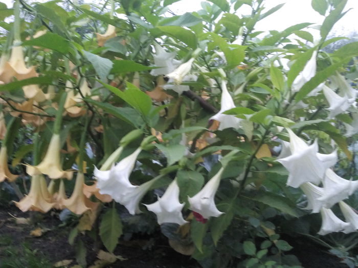 IMG_20150929_184357 - 2015 Brugmansia