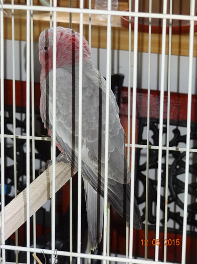 DSC08505