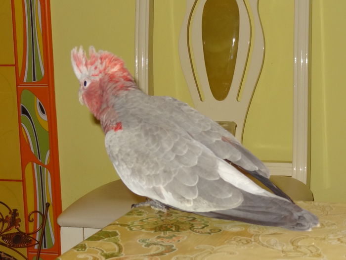 DSC08596