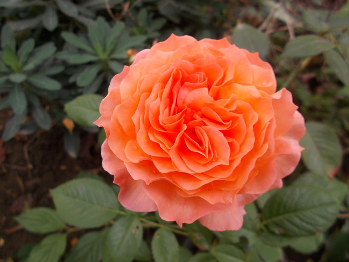 DSCN6787 - Trandafiri 2015