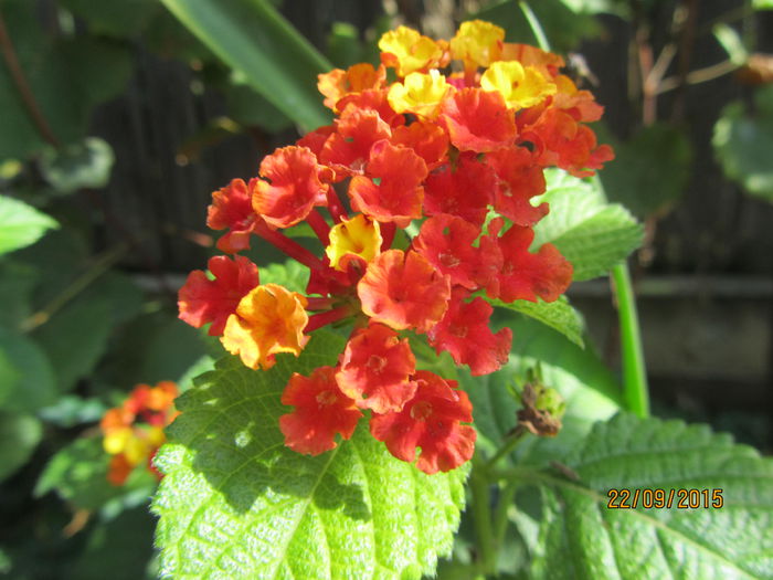 Lantana