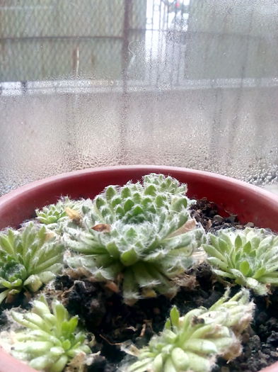 Sempervivum