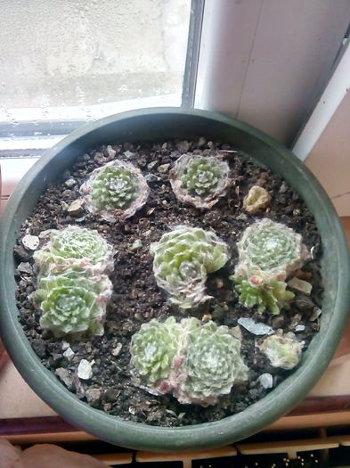 Sempervivum