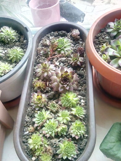 Sempervivum