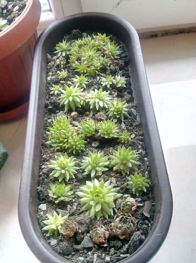 Sempervivum