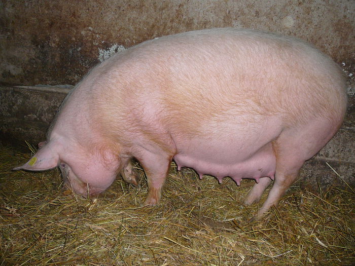 2011 - w_13_0_PORCI 2010-2018