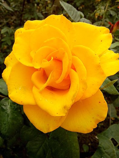 TH.Nr.26 - 0 TRANDAFIRI DIMOV 2015