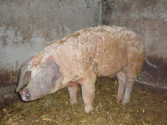 vierusul , tatal purcelusilor din 2014