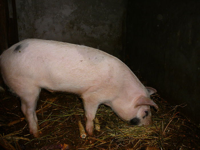 m 1 (5) pt 2015 - w_13_0_PORCI 2010-2018