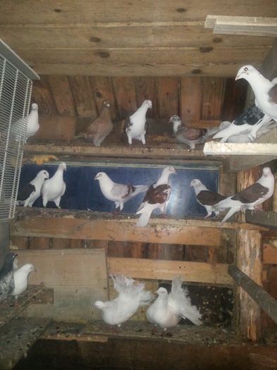 20150929_190909; voliera 2015
