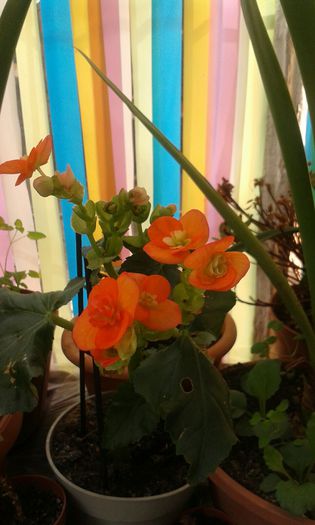 IMG-20150930-WA0049 - BEGONIA